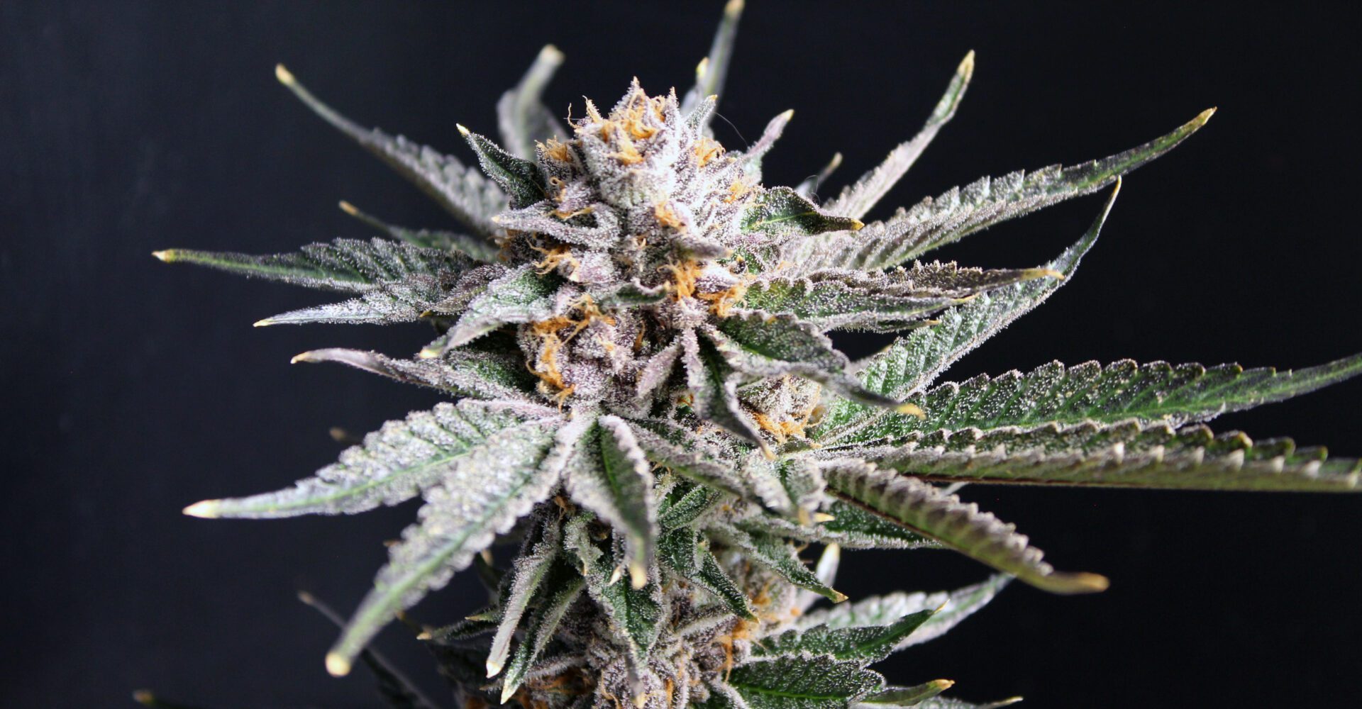 Orange Zoot C